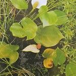 Calla palustris Vekstform