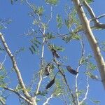 Vachellia farnesiana Vrucht