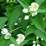 Philadelphus coronarius Leaf