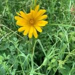 Tragopogon pratensisKukka