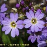 Primula auriculata Flor