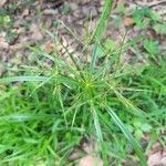 Cyperus distans Лист