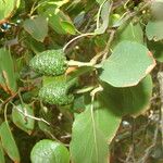 Alnus rhombifolia ഫലം