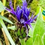 Centaurea montana Λουλούδι