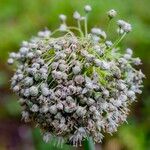 Allium cepaFruto