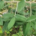 Crotalaria agatiflora Folla