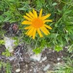 Arnica montana花