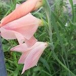 Gladiolus dalenii Květ