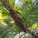 Pinus montezumae Blomma