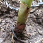 Musa acuminata Bark