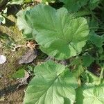 Erodium malacoides ᱥᱟᱠᱟᱢ