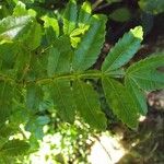 Weinmannia tinctoria Leaf