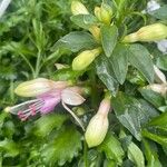 Fuchsia × standishii Blatt