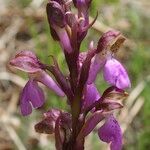 Orchis spitzelii Квітка