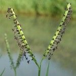 Paspalum distichum Flower