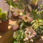 Dendrobium moschatum Kvet