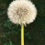 Taraxacum officinaleКвітка