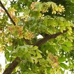 Albizia zygia Hoja