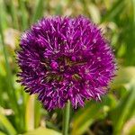 Allium giganteum फूल