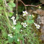 Micranthes californica Hábito