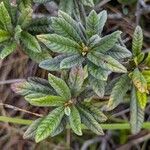 Dubouzetia acuminata Hoja