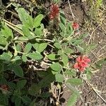 Indigofera volkensii Fuelha