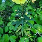 Oenothera biennisFlor