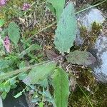 Hieracium bifidum Blad