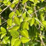 Betula chinensis Ліст