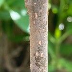 Morus australis 树皮