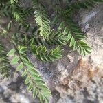 Astragalus sesameus Leaf