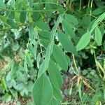 Amorpha fruticosa Leaf