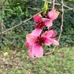 Prunus persica Квітка