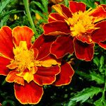 Tagetes erecta 花