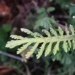 Achillea odorata ഇല