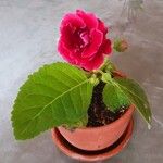 Sinningia speciosa Flor