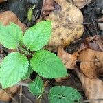 Collinsonia canadensis Hoja