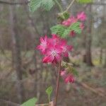 Ribes sanguineumFlower