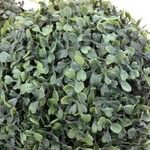 Polycarpon polycarpoides Likasa