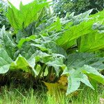 Rheum palmatum Habitat