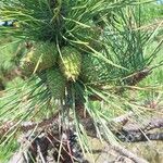 Pinus rigida 果實