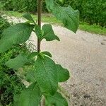 Inula conyza Likasa