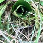 Neottia ovata Leaf