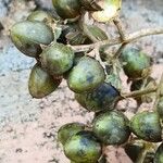 Lagerstroemia tomentosa Fruto