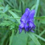 Aconitum variegatum फूल