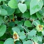 Barleria albostellata आदत