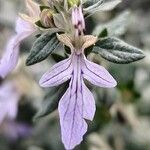Teucrium fruticans Blüte