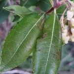 Arbutus unedo Leaf