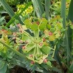 Euphorbia rigida Flor
