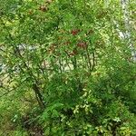 Ilex mucronata Habit